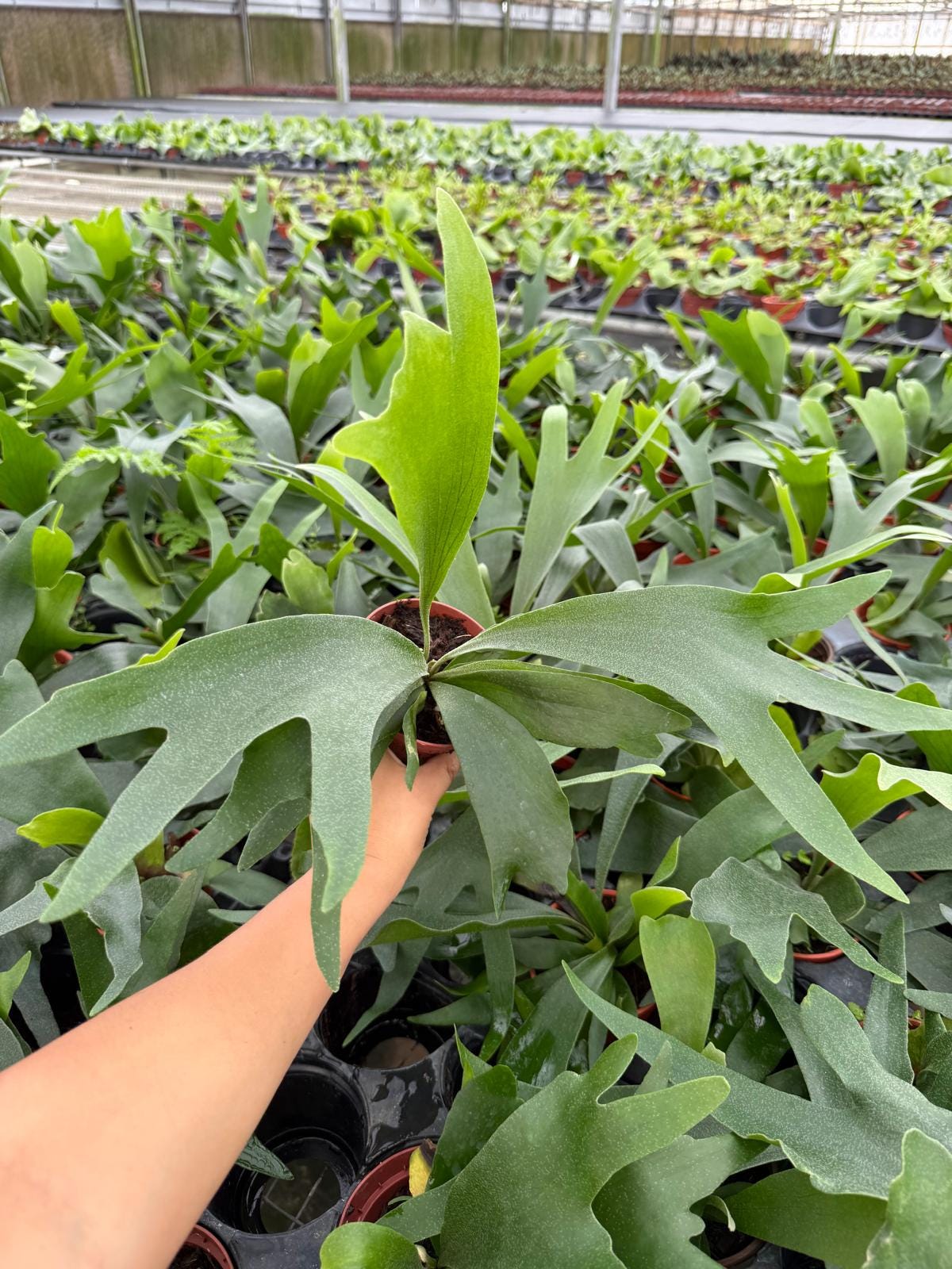 Platycerium bifurcatum "Staghorn Fern"